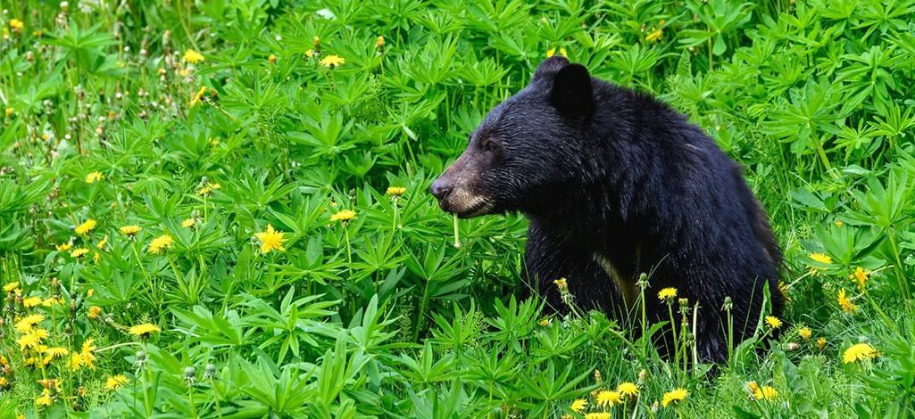 Black bear walking through a lush green field with yellow wildflowers in Whistler.