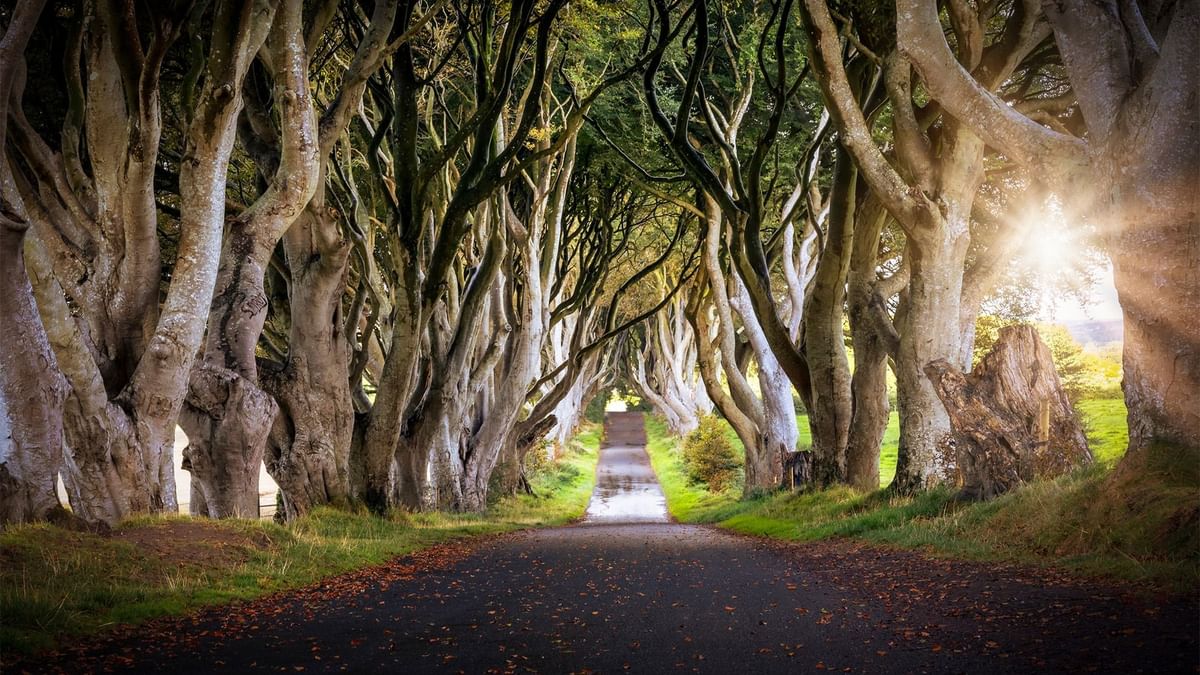 Dark Hedges