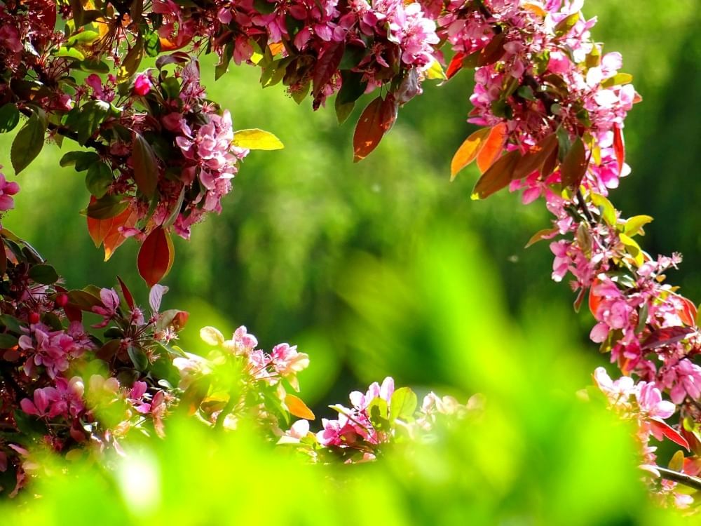 Pink flowering branches amidst a bright green backdrop. 