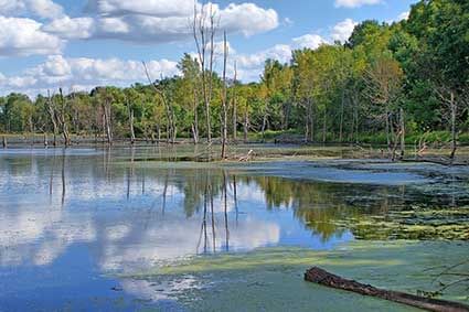 Celery Bog and Lilly Nature Center near The Whittaker Inn