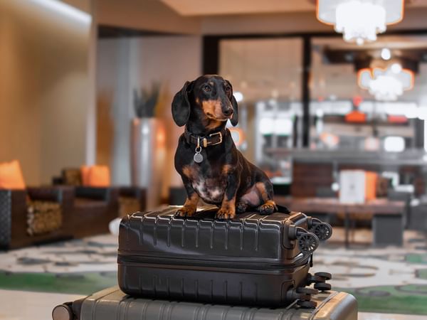 DOg with collar sits atop two suitcases in a hotel lobby.