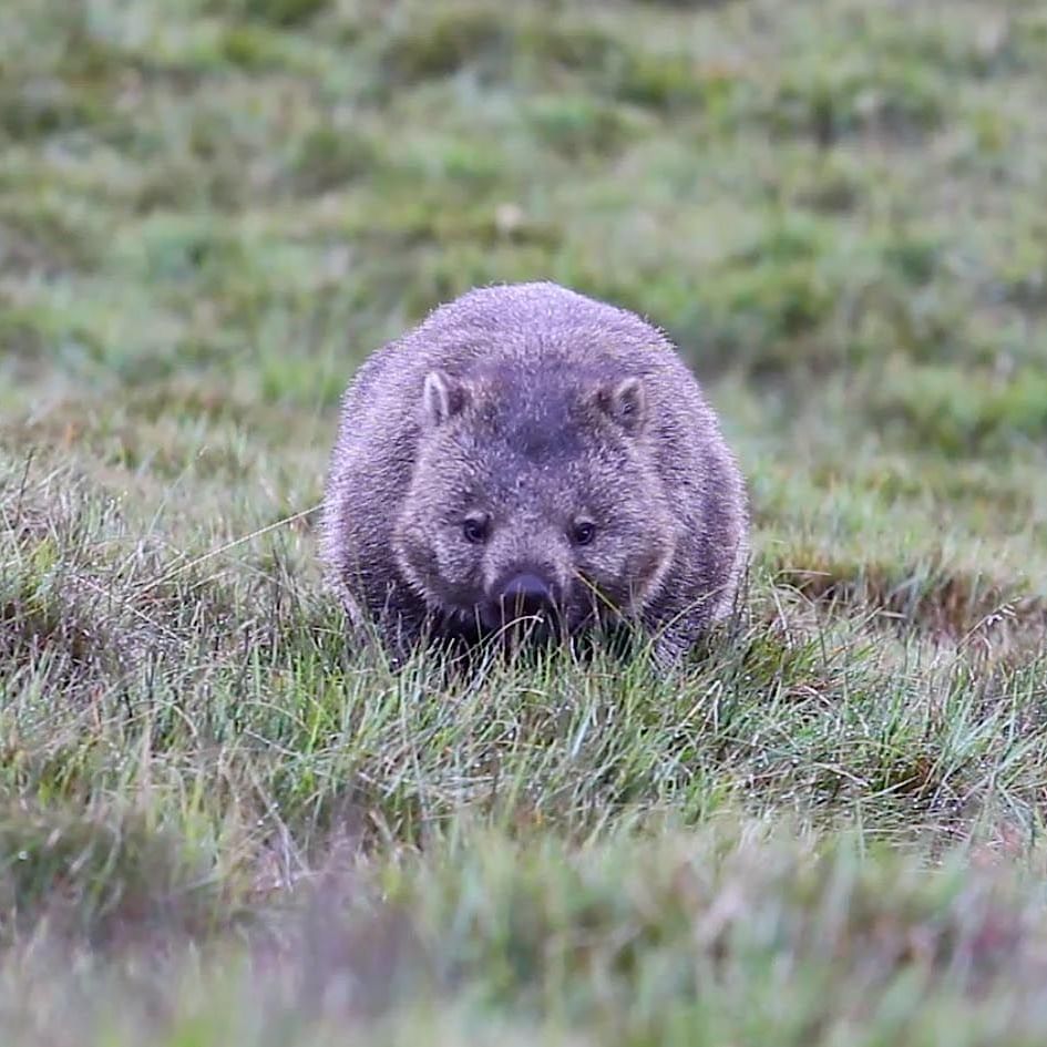 A wombat captured in the Sanctuary near Cradle Mountain Hotel 