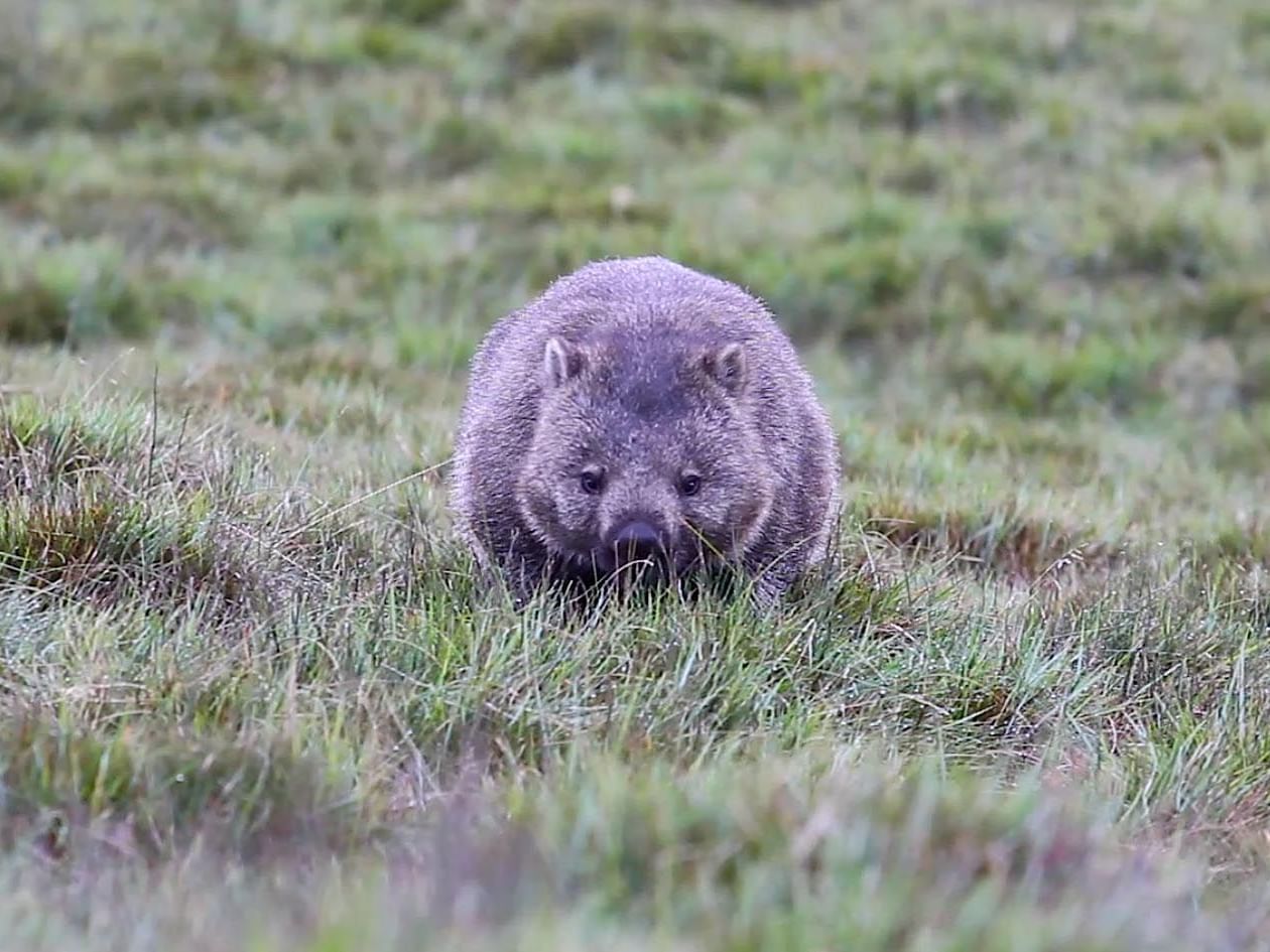 A wombat captured in the Sanctuary near Cradle Mountain Hotel