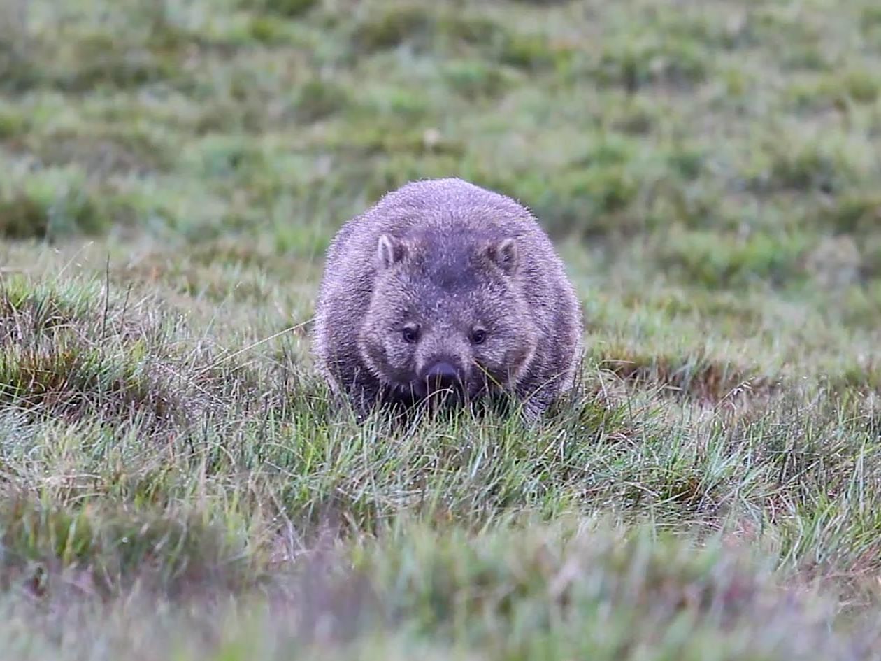 A wombat captured in the Sanctuary near Cradle Mountain Hotel 
