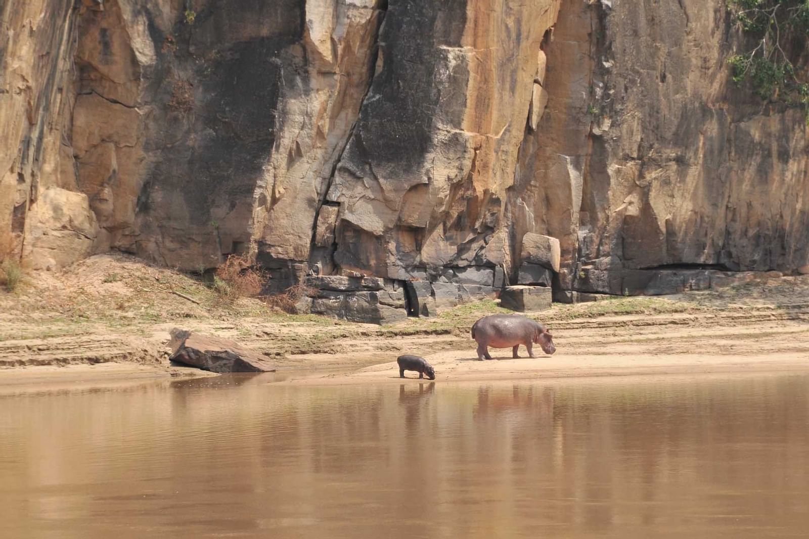 Hippos captured drinking water near Serena Mivumo River Lodge