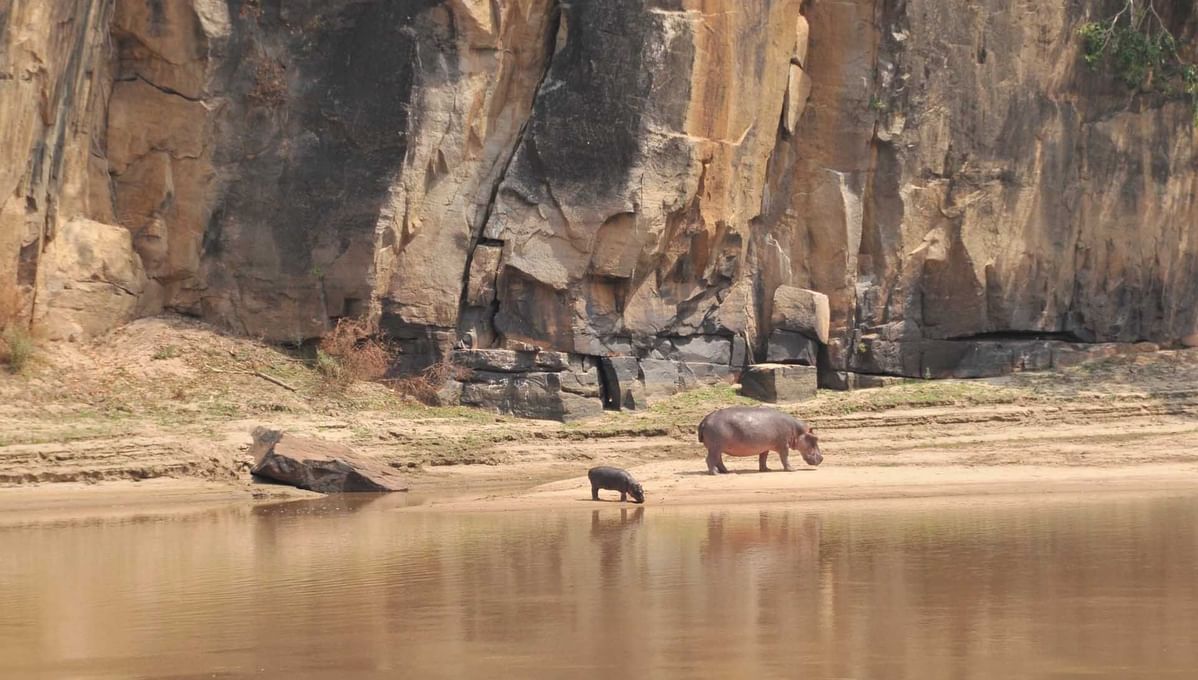 Hippos captured drinking water near Serena Mivumo River Lodge