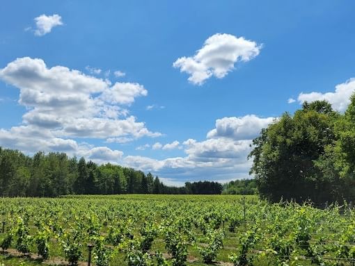 Vignoble Côte de Vaudreuil