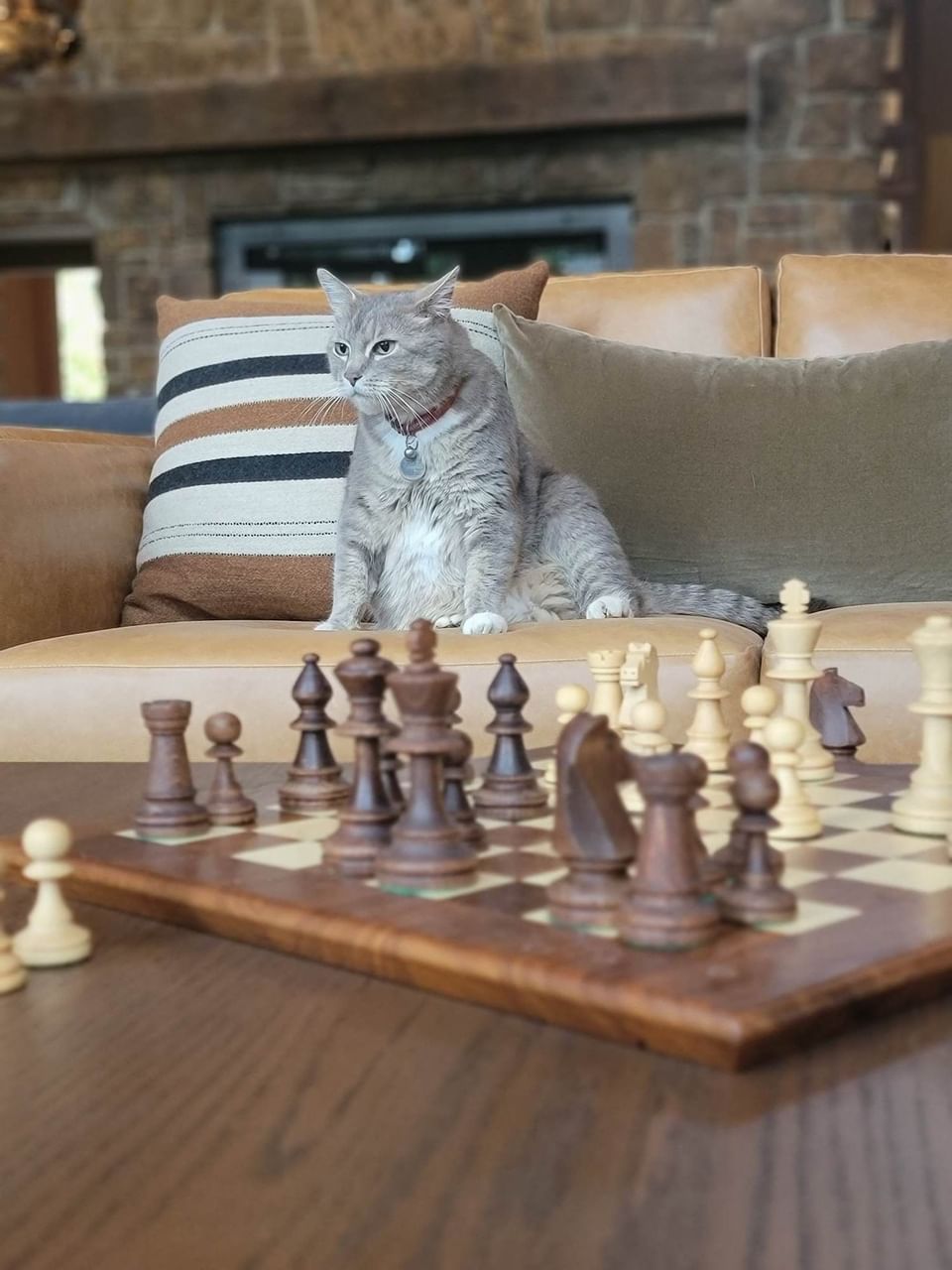 Cat & a chess board at Alderbrook Resort & Spa
