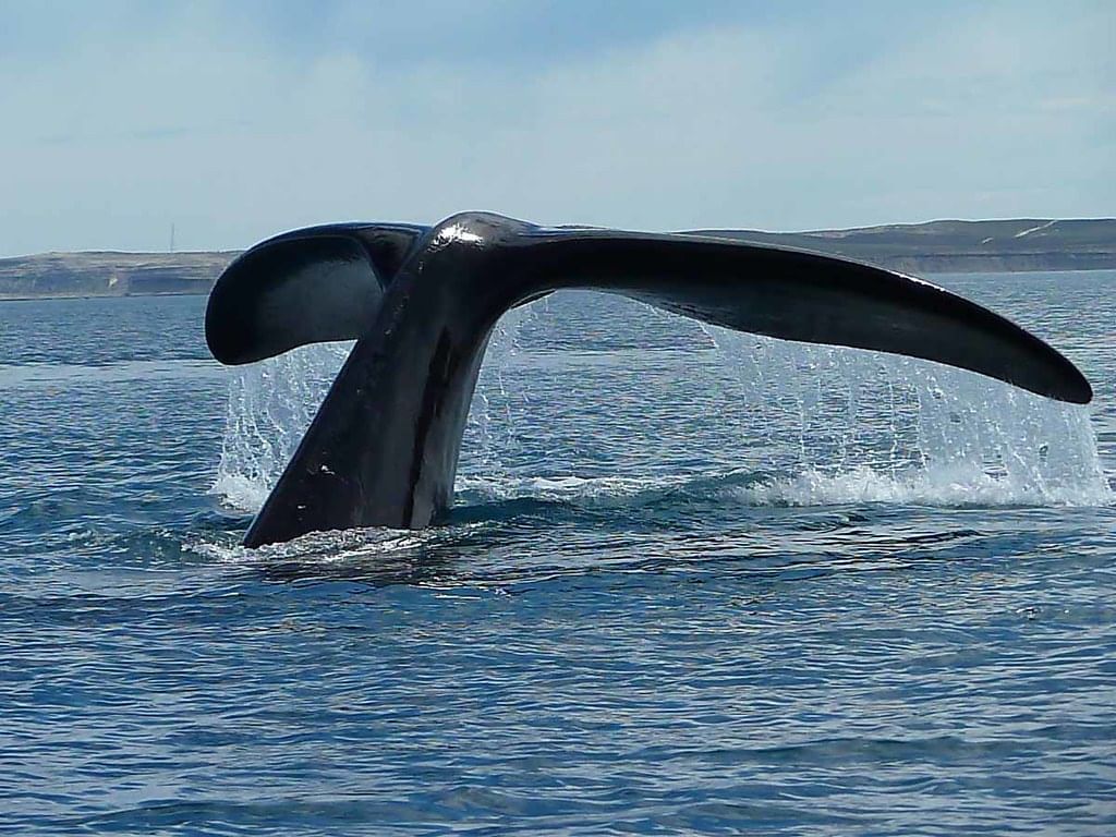 whale's tail