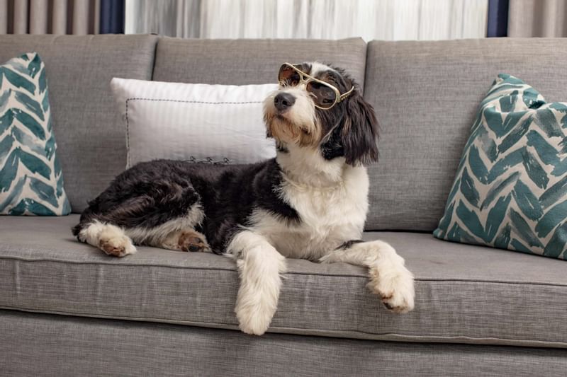 Dog wearing shades on couch at Peabody Memphis