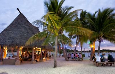 Yacht Club Island Bar with people dining, palm trees, and twilight sky at Musket Cove Island Resort & Marina