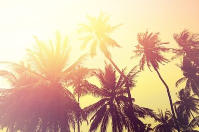 Palm trees with warm sunny glow