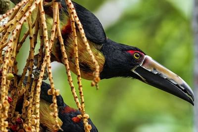 Pájaro listo para volar