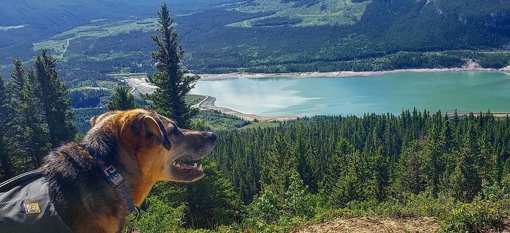 pet friendly hiking trail in Canmore