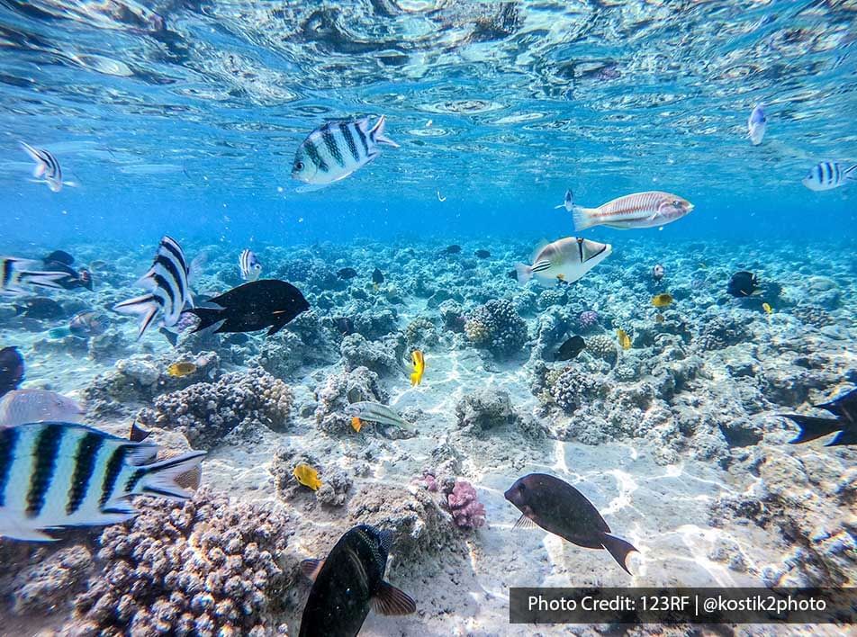 a school of fish swimming among coral reefs - Lexis PD