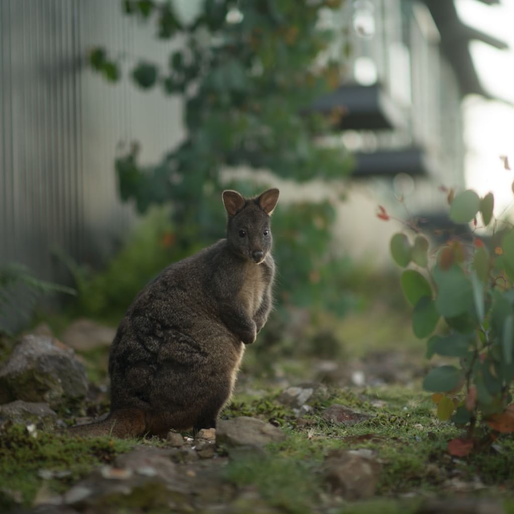 Kangaroo in the Sanctuary near Cradle Mountain Hotel 