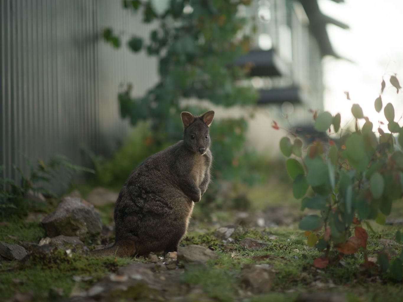 Kangaroo in the Sanctuary near Cradle Mountain Hotel 