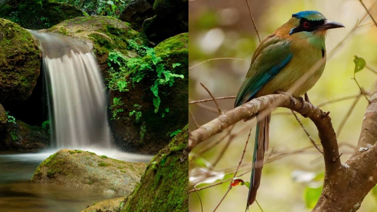 Photo Collage of turquoise bird on a branch & a small waterfall under a canopy of green ferns at  Camino Real Pedregal Mexico