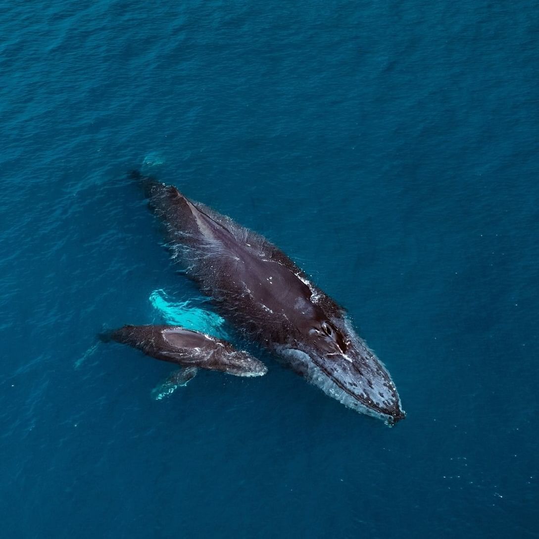 Aerial view of a humpback whale and calf swimming together in deep blue ocean waters showcasing responsible whale watching.