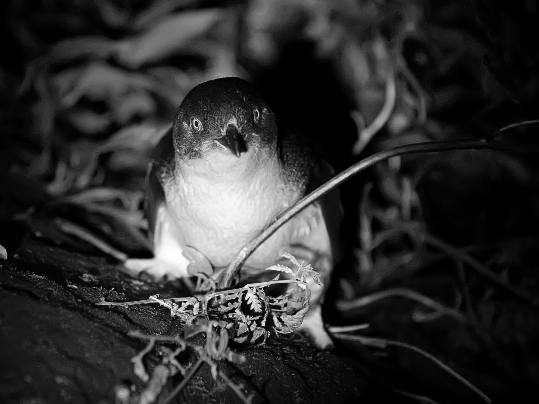 A Penguin captured in the Wilderness near Gordon River Cruise