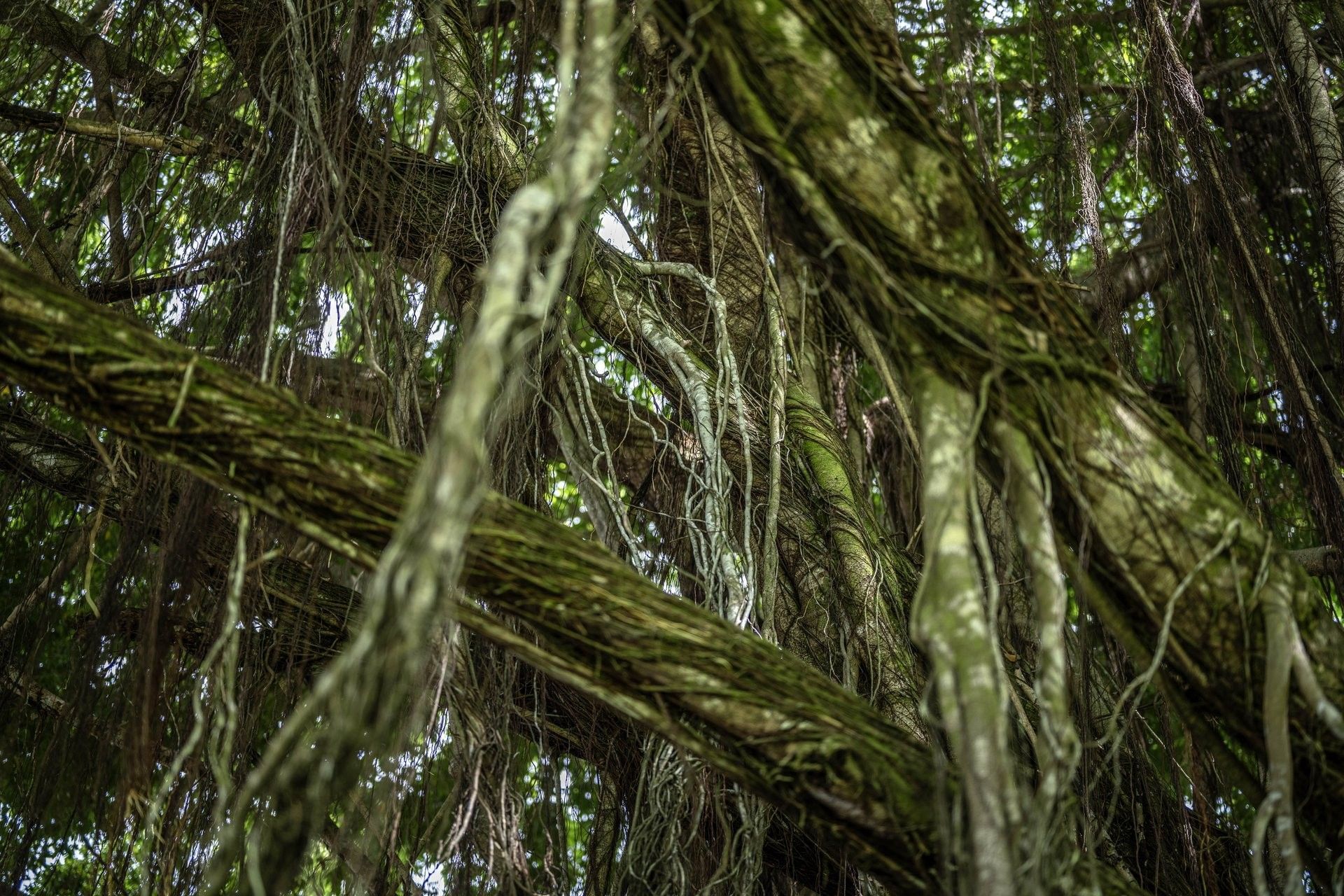 Thick tropical vines hanging by mossy tree trunks under a dense green canopy at The Naviti Resort - Fiji