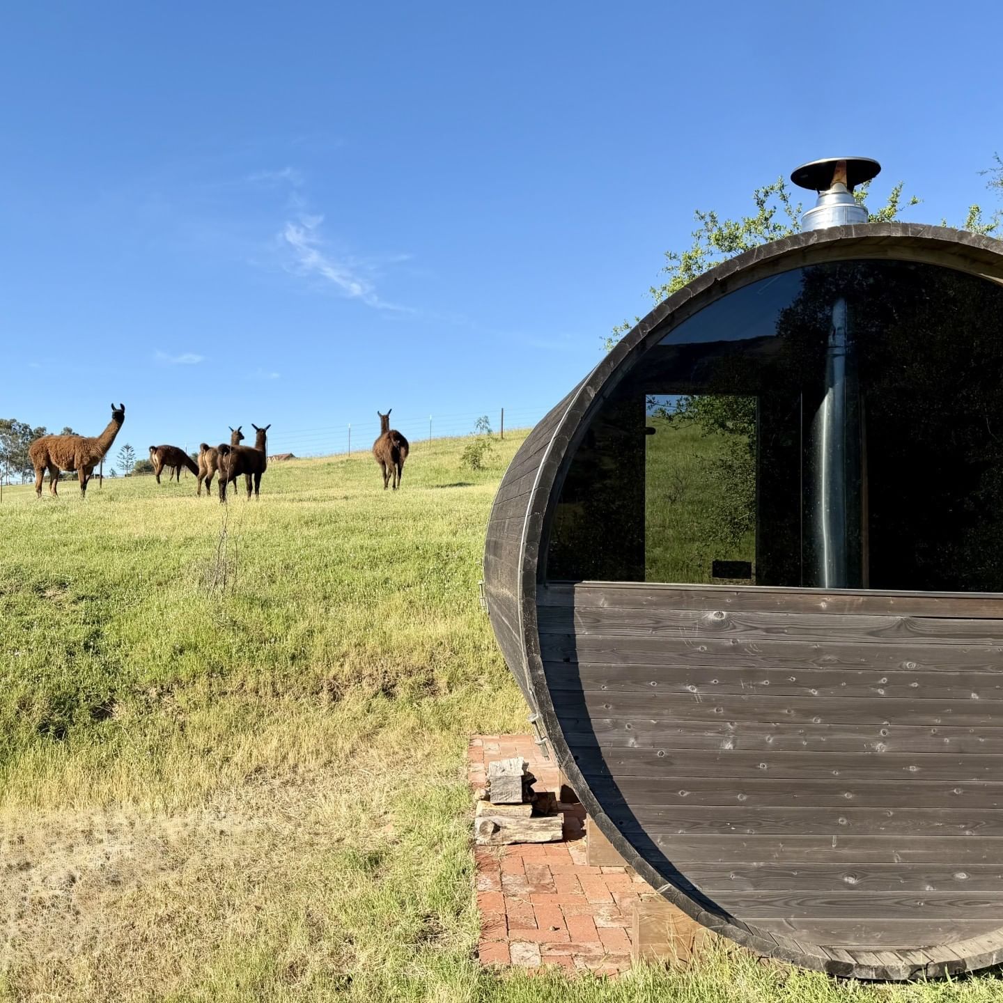 Loving Llama Wellness Ranch sauna and resident llamas