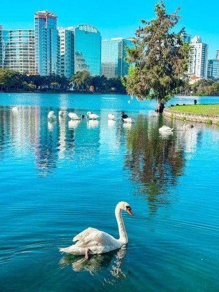 A swan gently gliding through the water at Lake Eola Park in downtown Orlando, located near Rosen Inn.