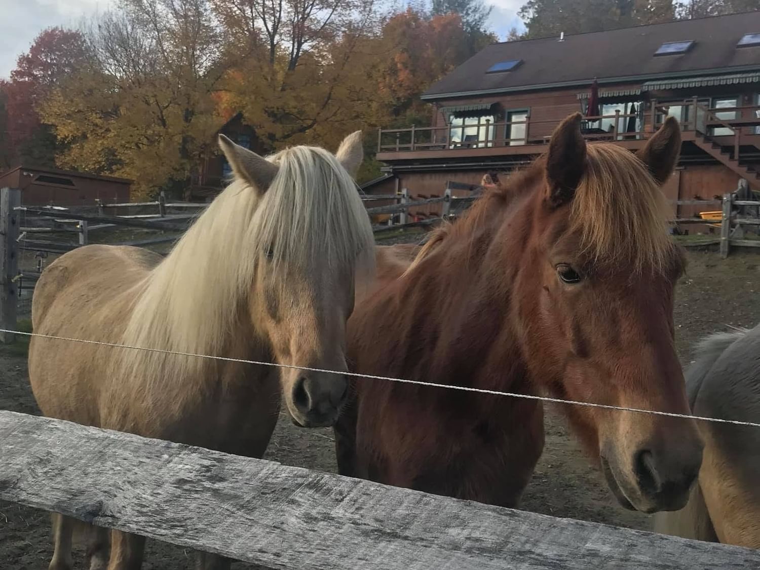 Icelandic horses standing by a wooden fence with a barn and autumn trees at Vermont Icelandic Horse Farm.