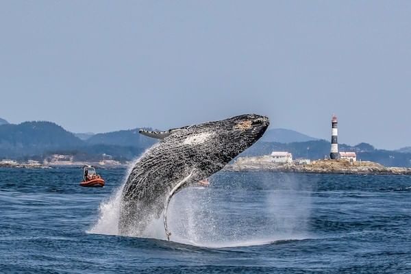 Whale jumping out of the ocean with a boat in the background