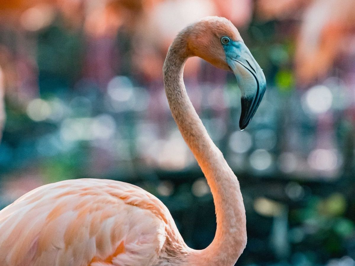 Close-up of an American flamingo in Aviario Nacional de Colombia near Hotel Isla Del Encanto