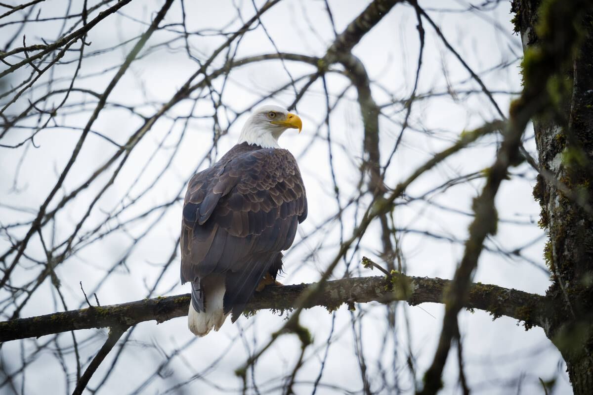 Close-up of an eagle sitting on a branch of a tree near Blackcomb Springs Suites