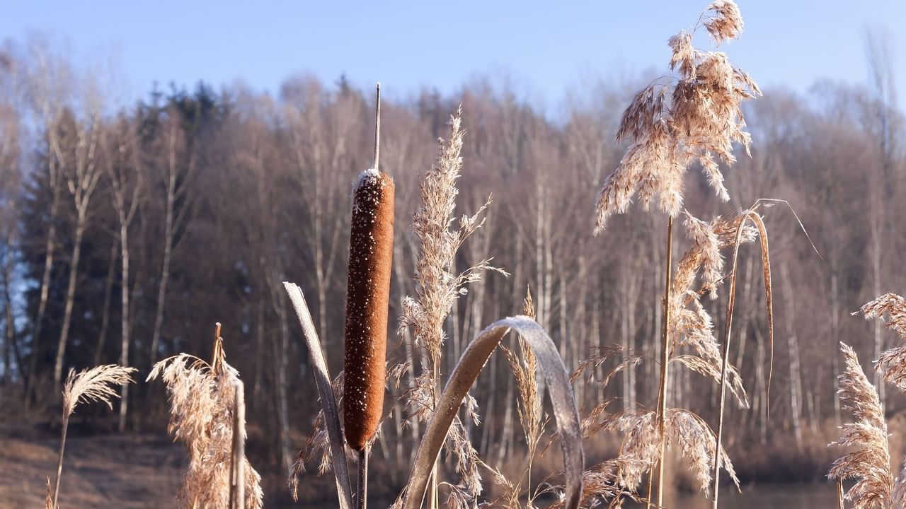 Plants during winter on trail
