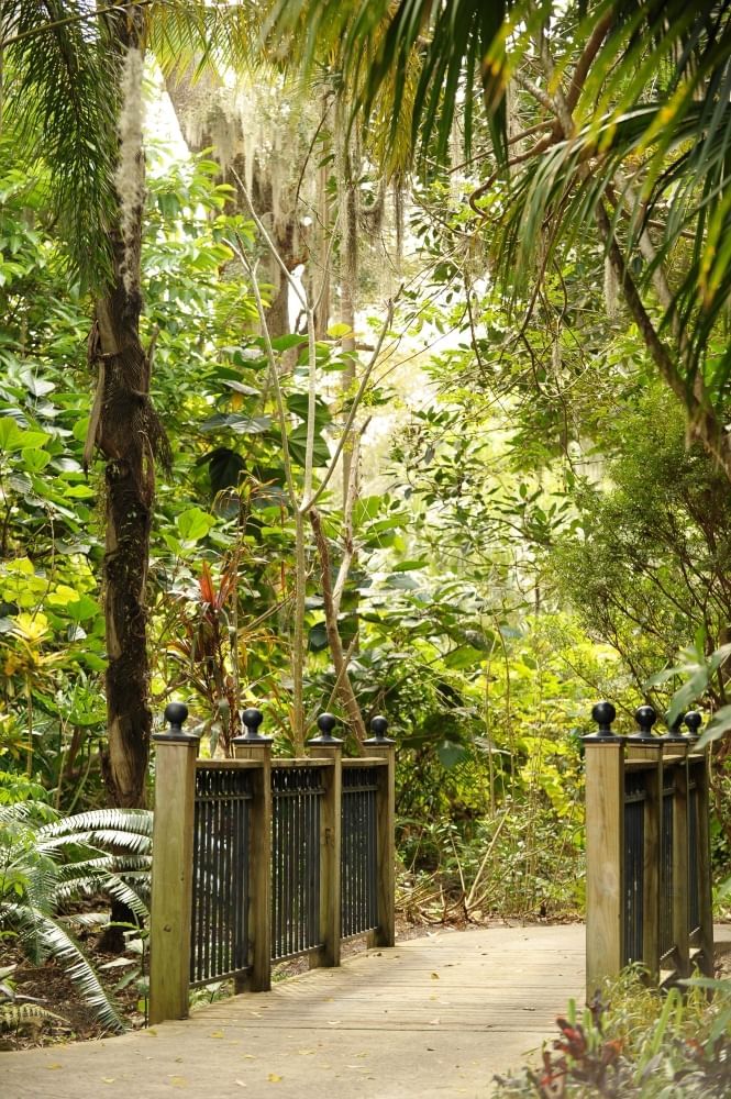 A walkway with a wood and iron railing surrounded by lush tropical landscaping.