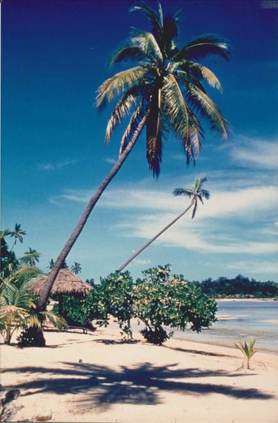 Leaning Palm Trees - now all gone