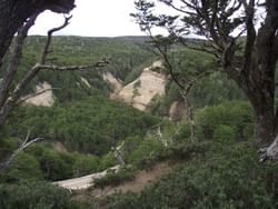 An image of forest trees & green leaves near Hotel Cabo