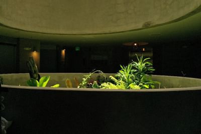 Plants that grown near the lobby at at El Blok Hotel