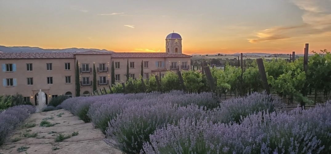 Vineyard with view of hotel