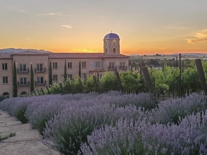 View of the resort from the top of the vineyard at sunset