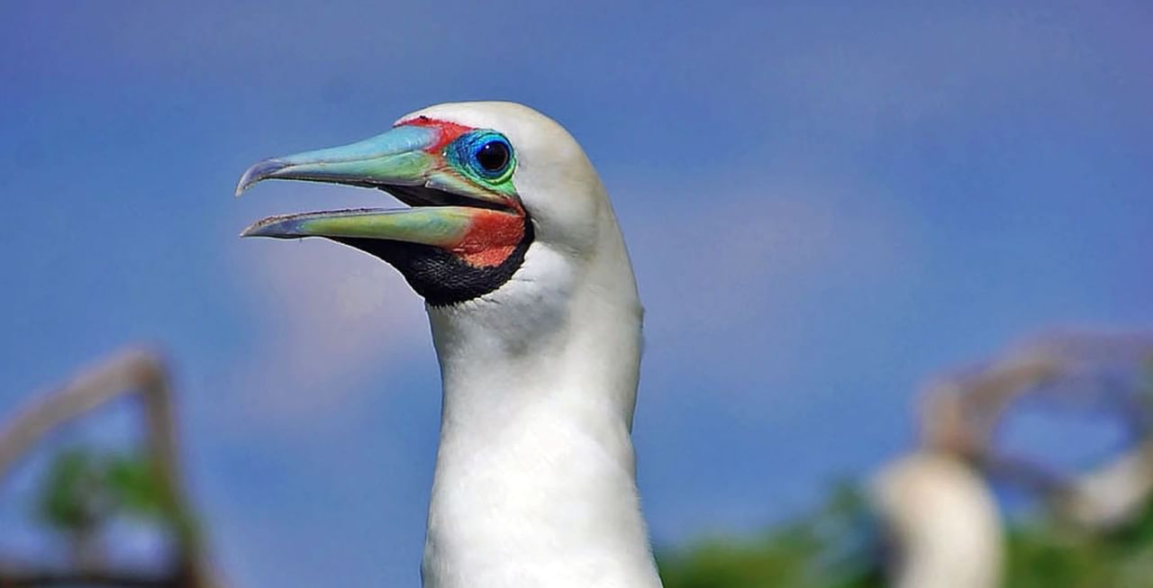 Red-footed booby