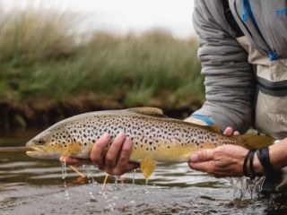 Man holding a brown trout in the river near Hotel Grand Chancellor Launceston