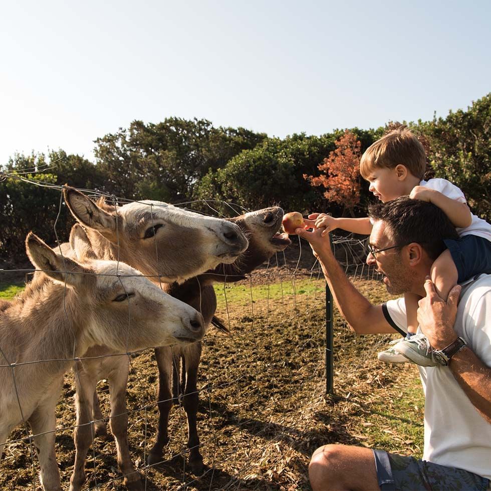 Father & son feeding for donkeys, Zoo near Falkensteiner Hotels