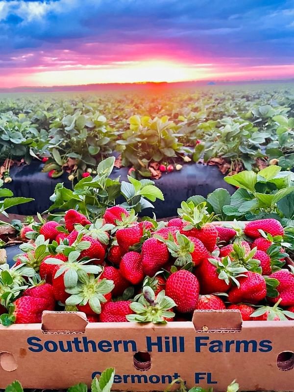 A box of freshly picked strawberries with Southern Hill Farms printed on the side, resting amidst strawberry fields at sunset. 