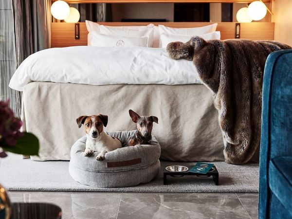 Pet-friendly Hotel Riverton Gothenburg