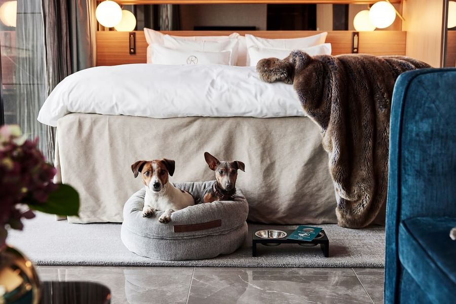 Two dogs in a dog bed near a bed with a fur blanket and a blue chair.