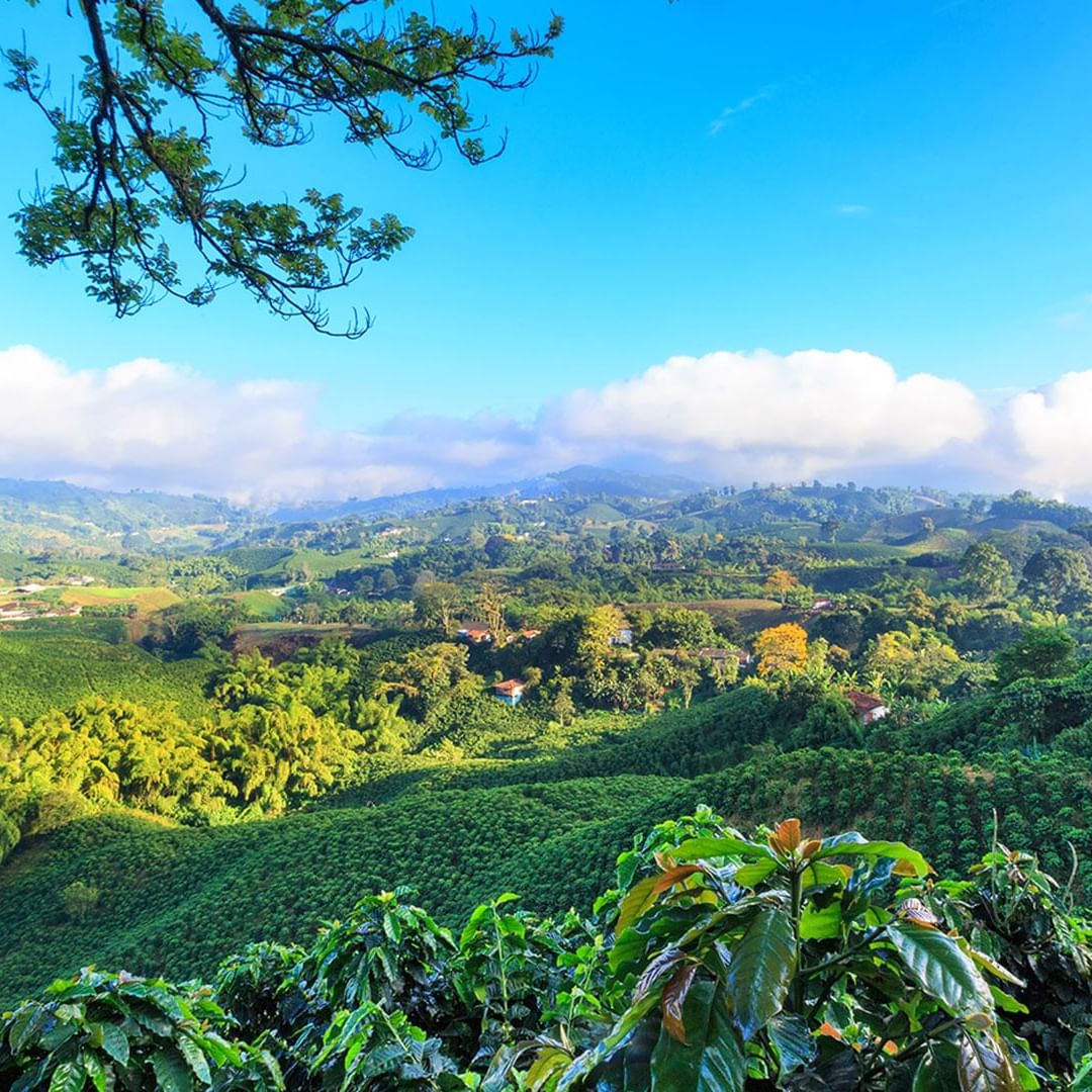 View of the Coffee plantations in Colombia near DOT Hotels