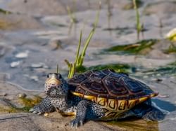 Closeup of a tortoise in the wetlands near ICONA Hotel Windrift
