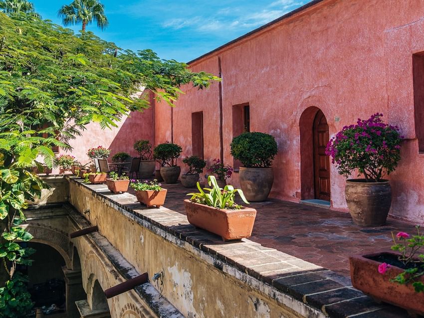 Sunny courtyard with terracotta pots filled with flowers and leafy plants lining a pink stucco wall at Quinta Real Oaxaca