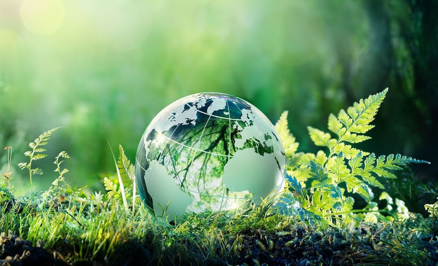 Glass globe on forest floor with sunlight filtering through trees near Warwick Hotels and Resorts