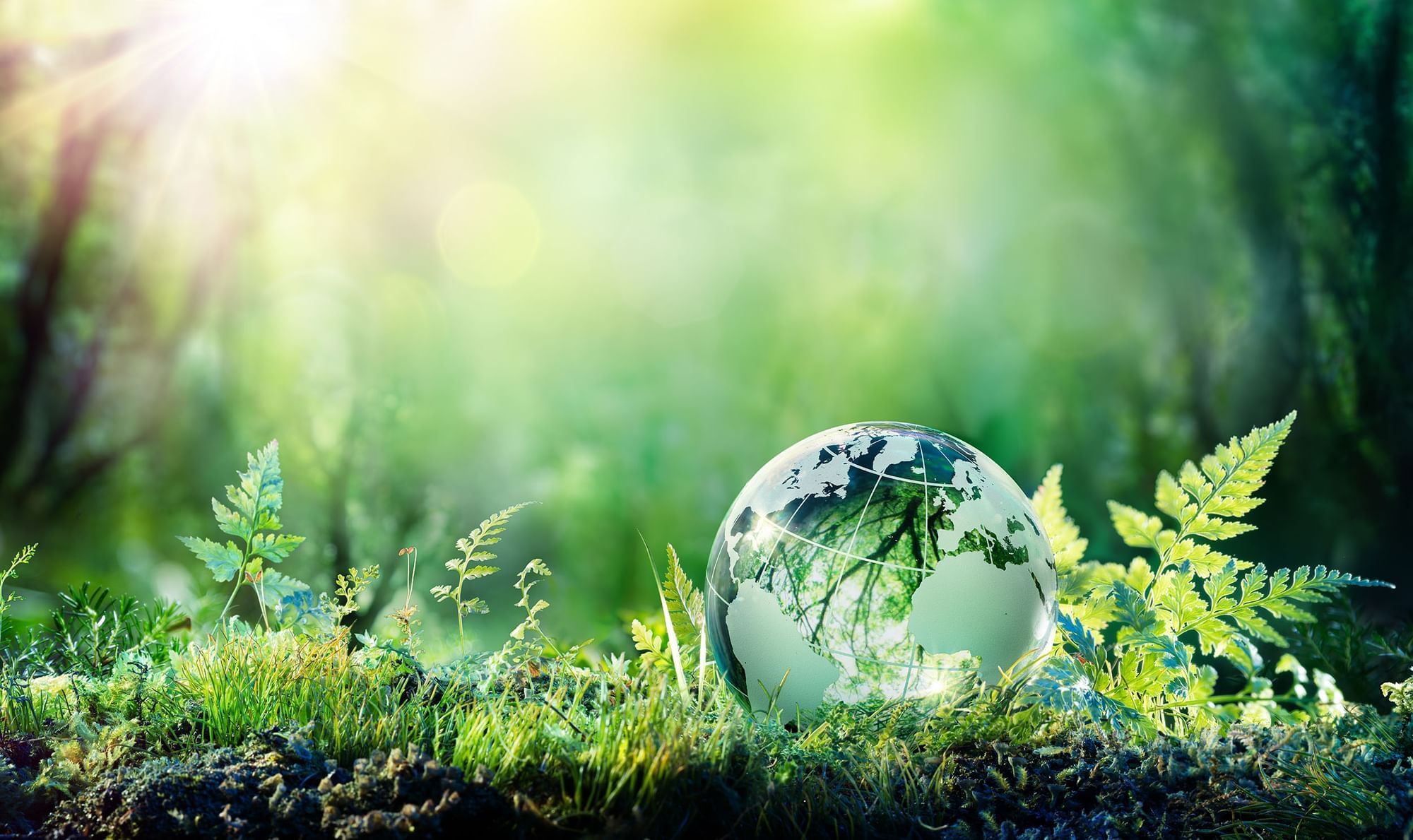 Transparent globe on grass with foliage and sun rays in forest at Warwick Corporate