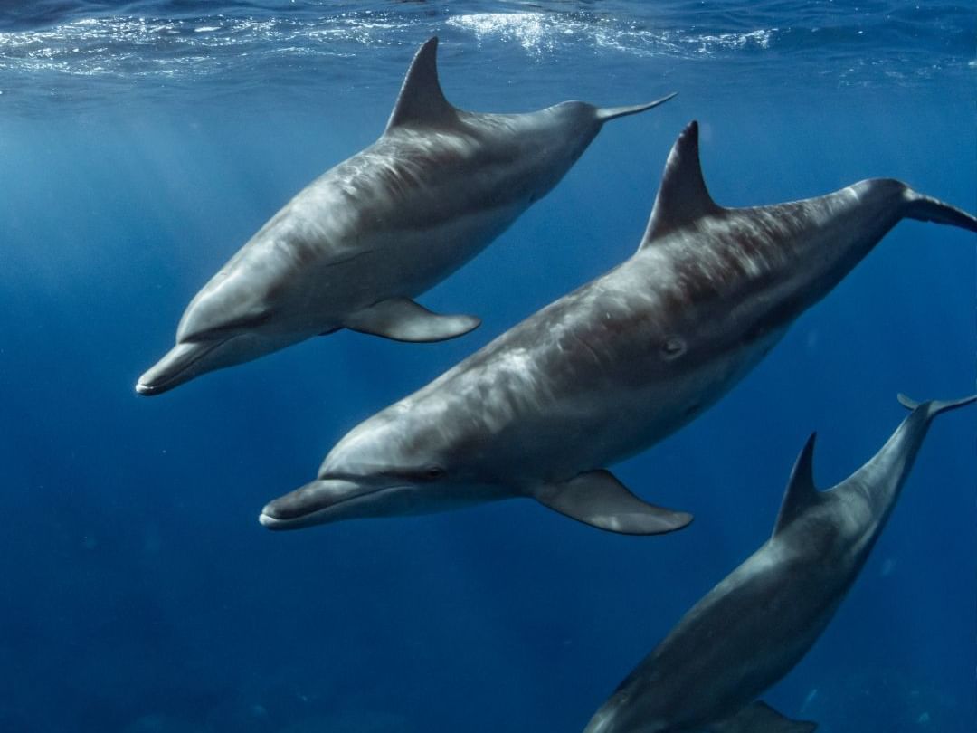 Dolphin's swimming together at Dolphins Plus Marine Mammal Responder near Bayside Inn Key Largo